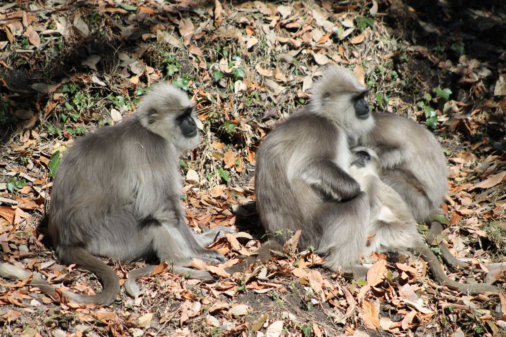 Chamba Sacred Langur (Semnopithecus ajax)