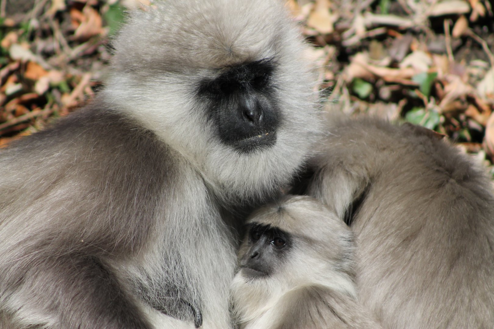 Chamba Sacred Langur (Semnopithecus ajax)