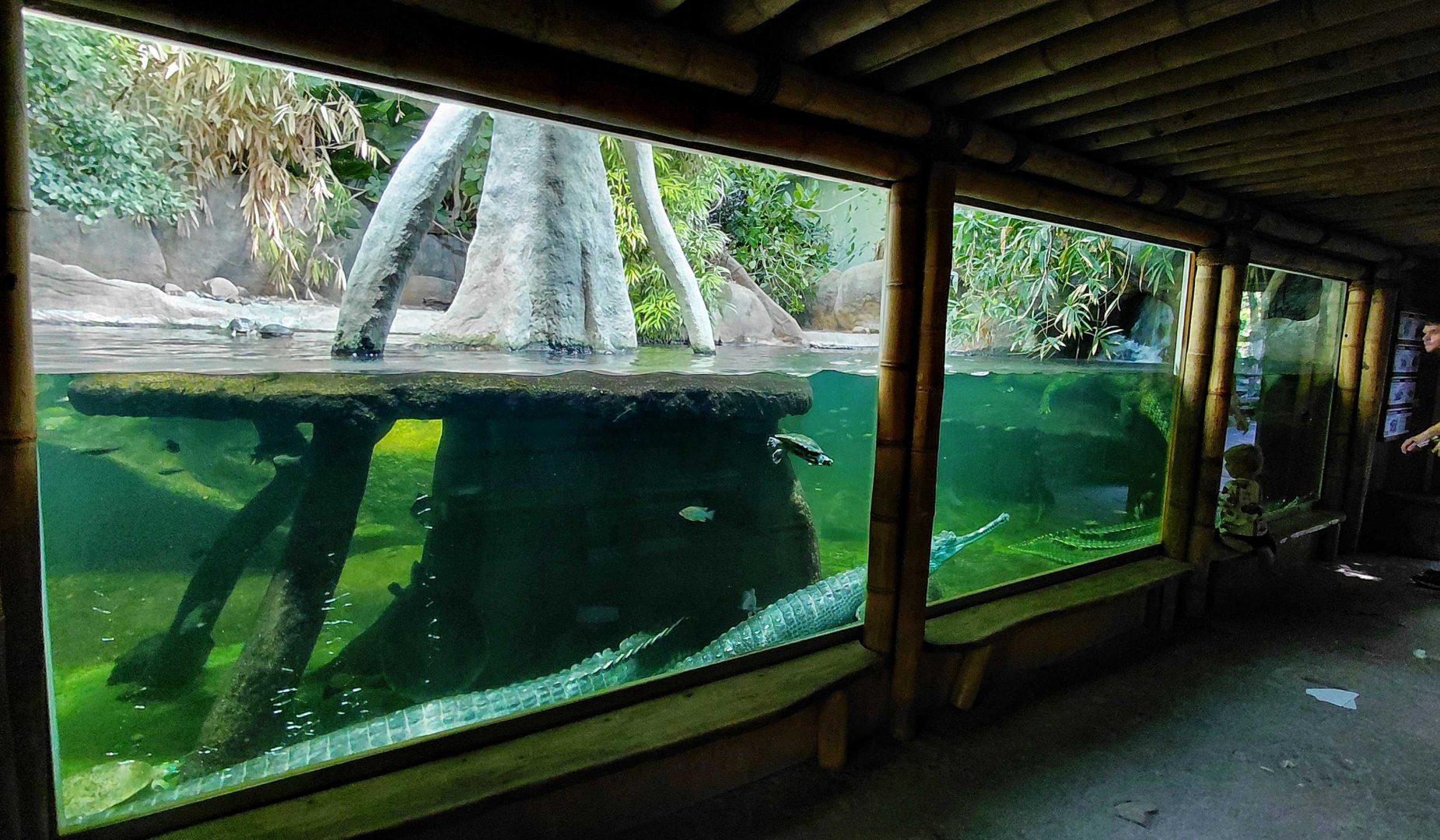 Chambal - Gharial exhibit