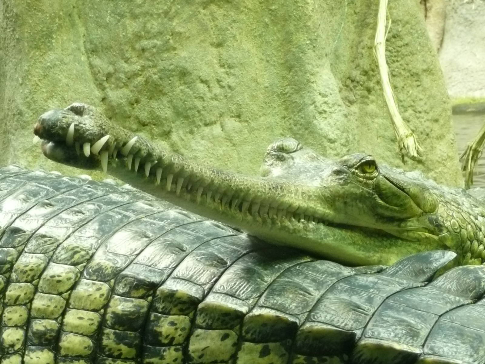 Chambal - Pavilion of Gharials