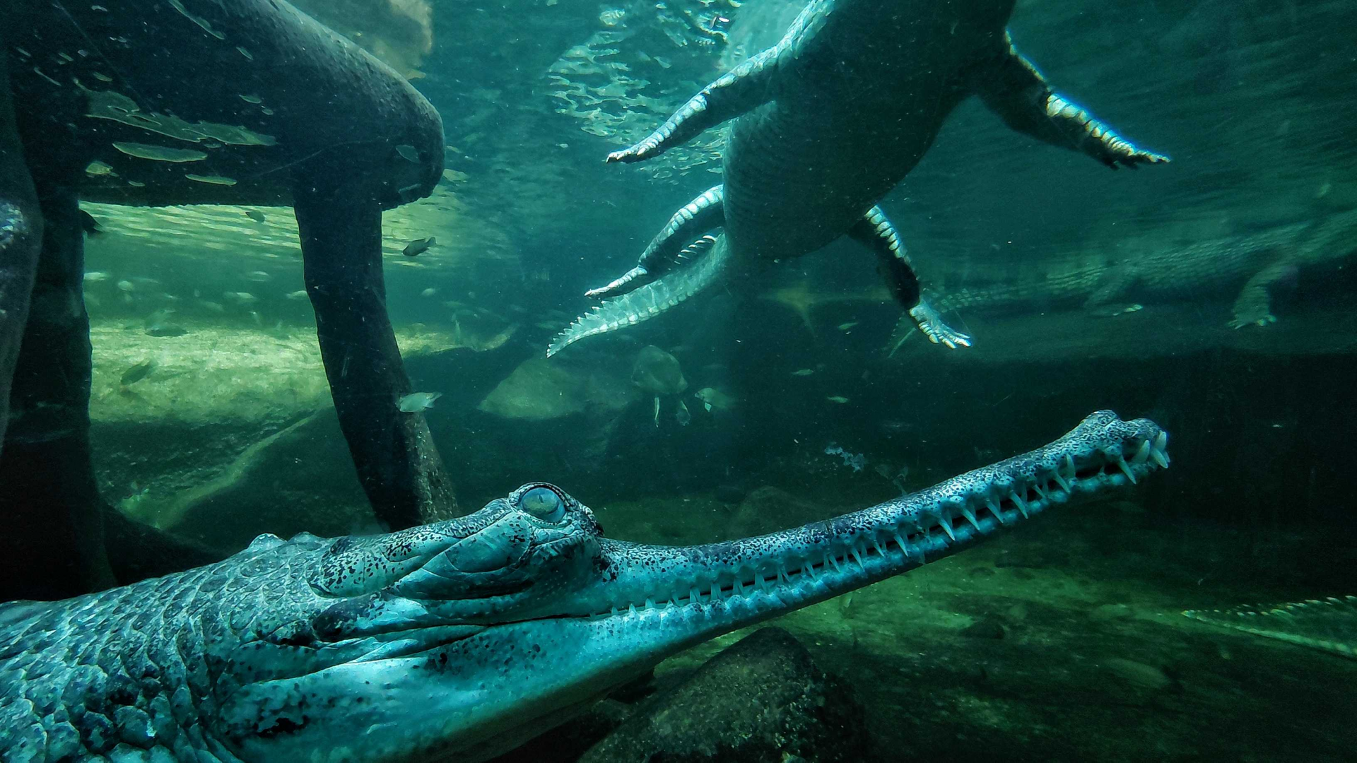 Chambal - underwater view
