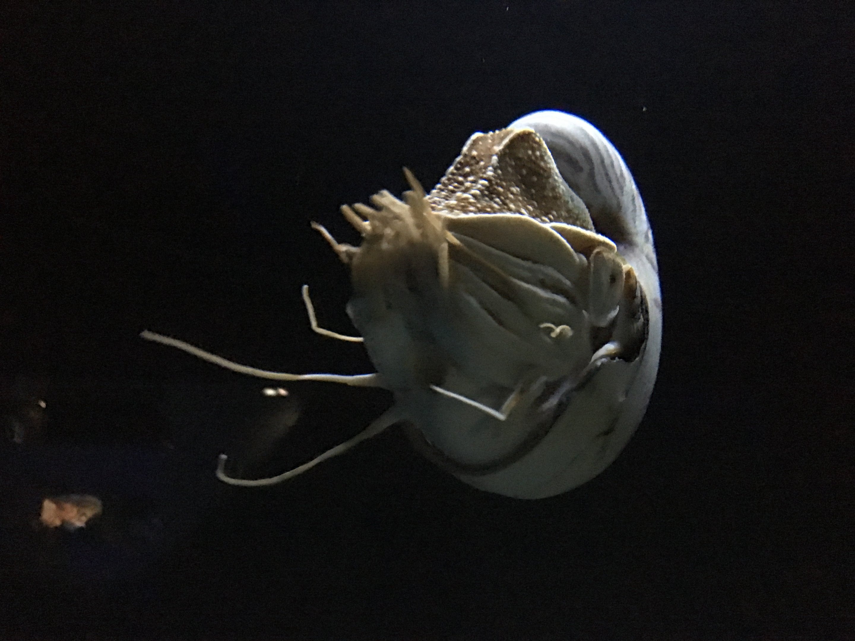 Chambered Nautilus (2016)