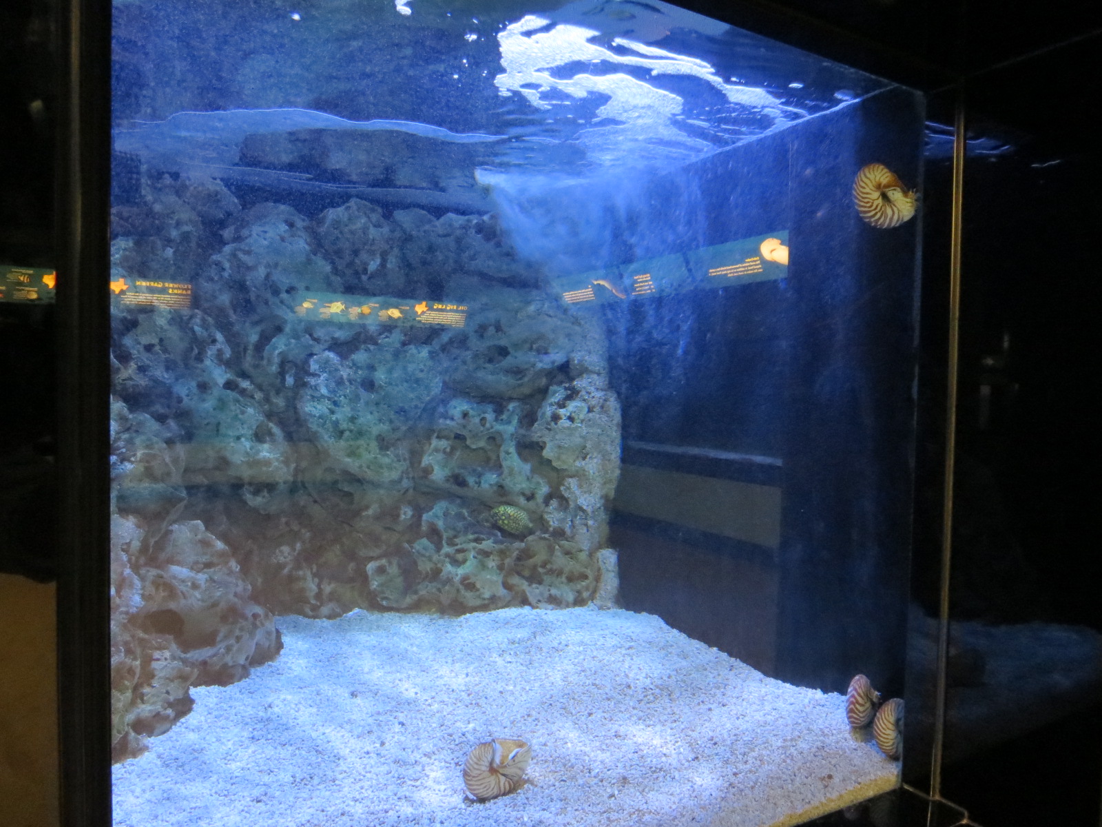 Chambered Nautilus and Pinecone Fish Exhibit