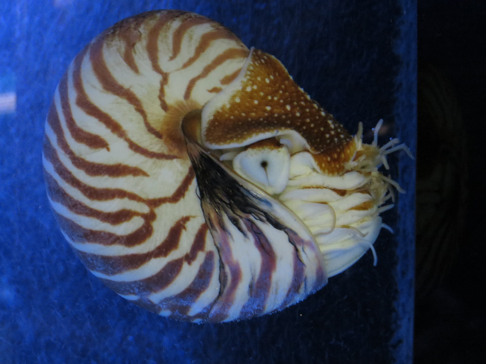 Chambered Nautilus and Pinecone Fish Exhibit