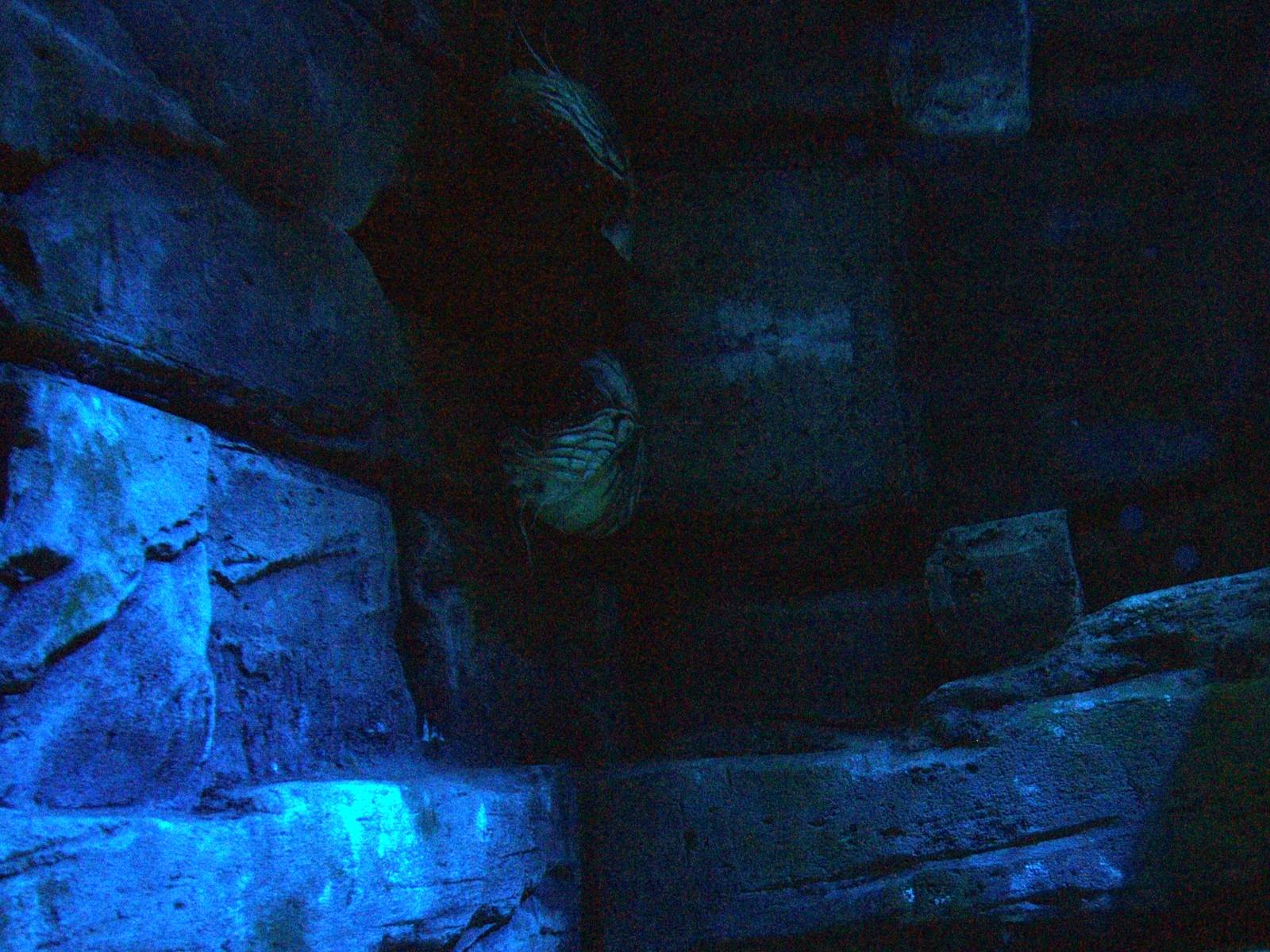 Chambered Nautilus at Blue Reef Bristol 19/12/09