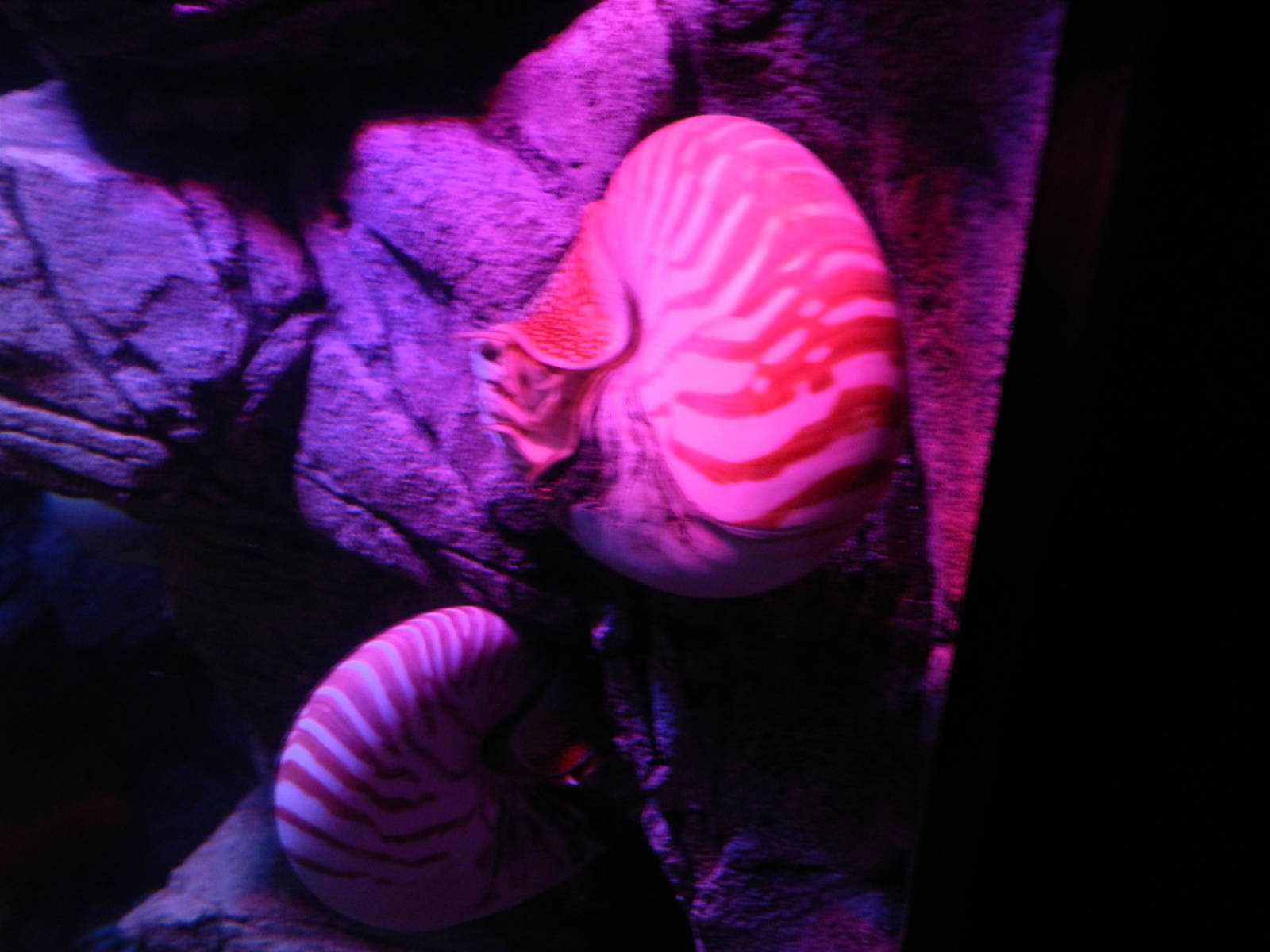 Chambered Nautilus at SEA LIFE Scarborough - 26/08/2012