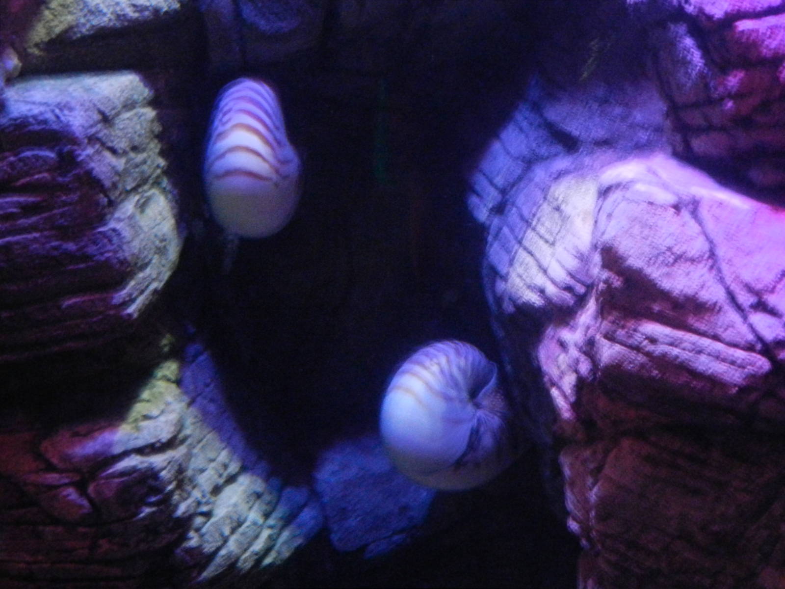 Chambered Nautilus at SEA LIFE Scarborough - 26/08/2012