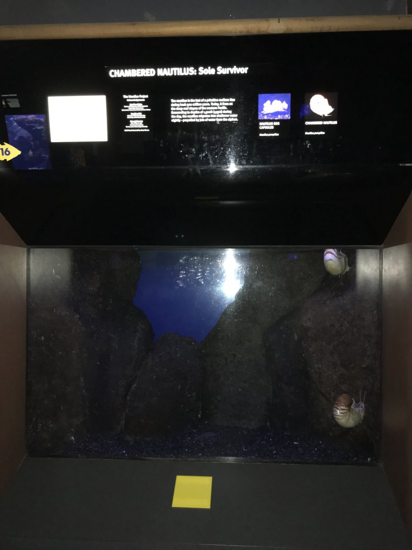 Chambered nautilus exhibit