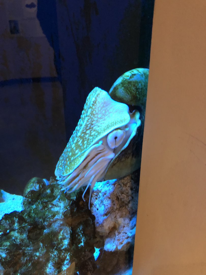 Chambered Nautilus-Great lakes aquarium.