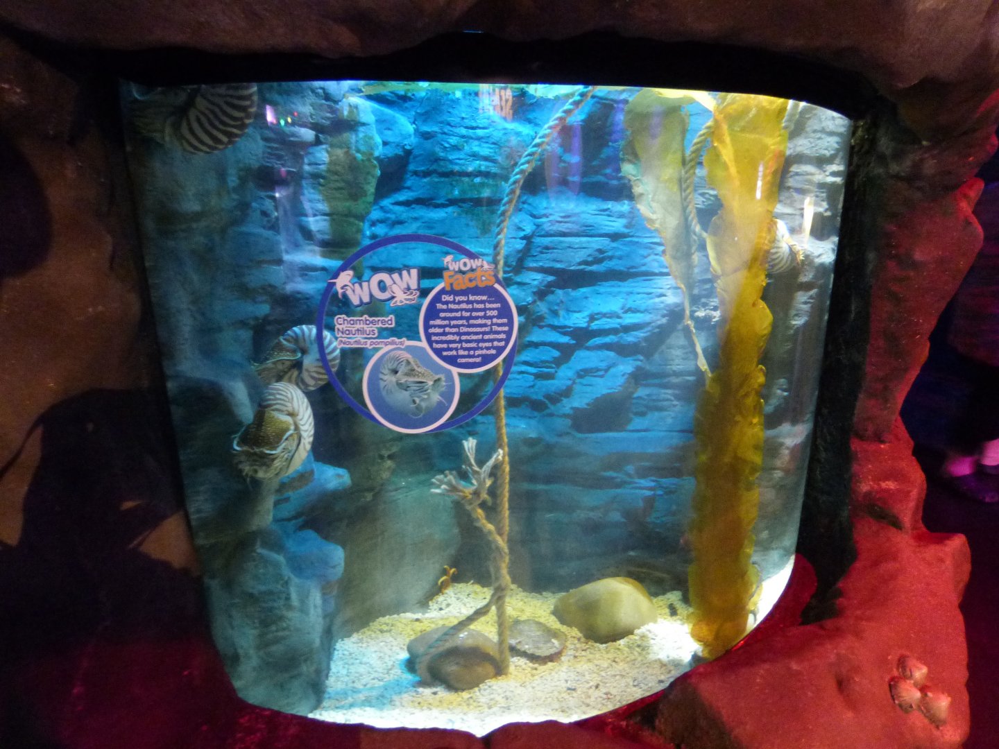 Chambered Nautilus in "Octopus Hideout"