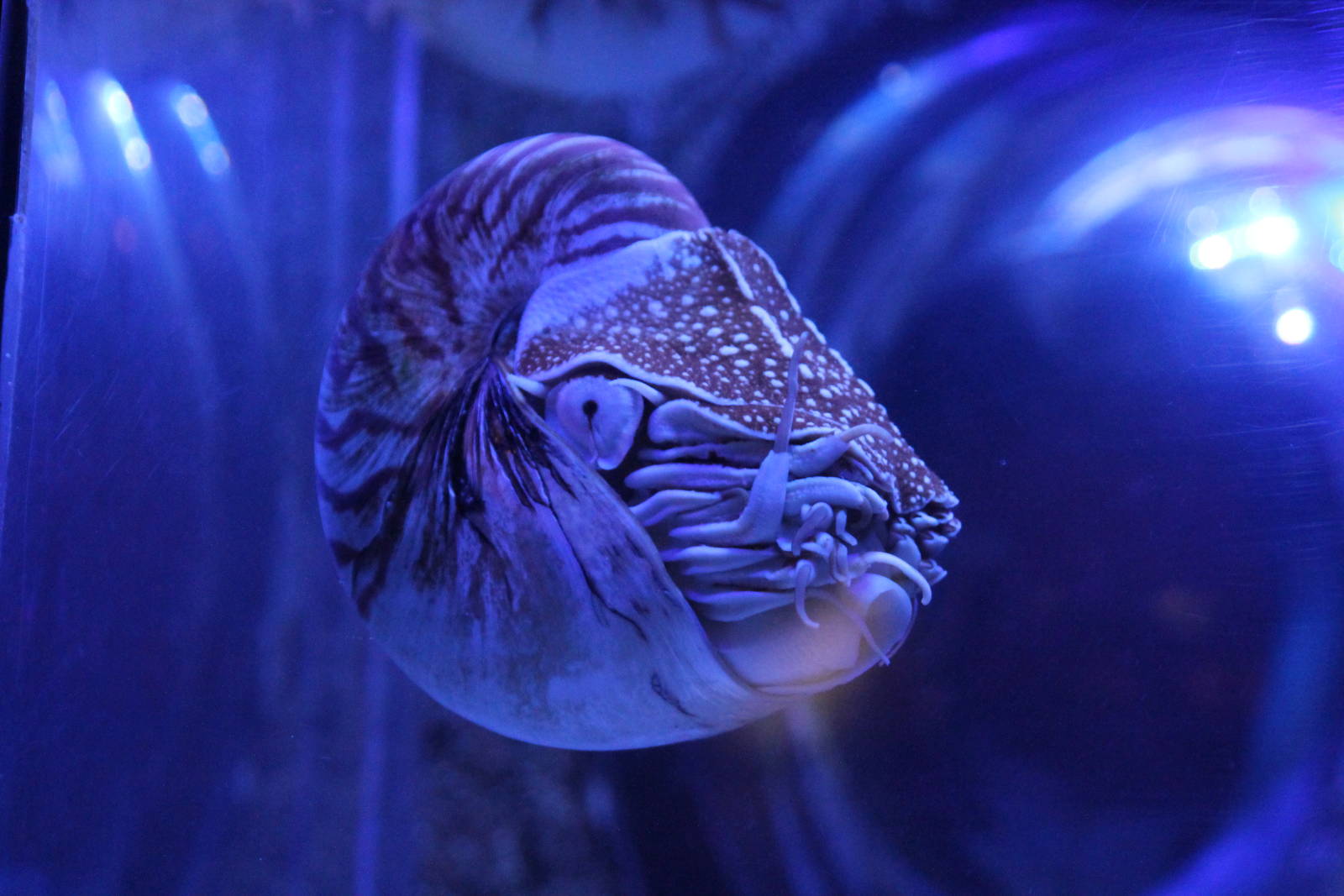Chambered Nautilus (Naultilus pompilus) 29th november 2014