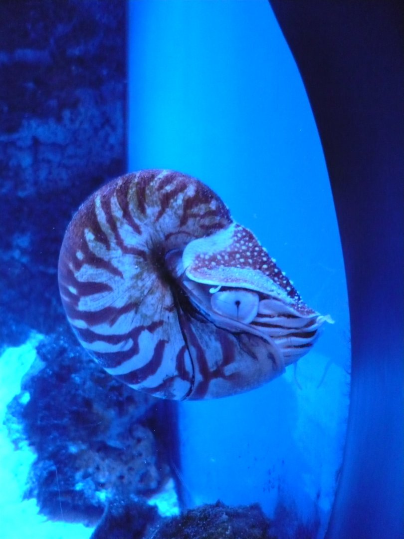 Chambered nautilus (Nautilus pompilius)