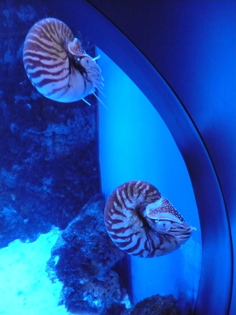 Chambered nautilus (Nautilus pompilius)
