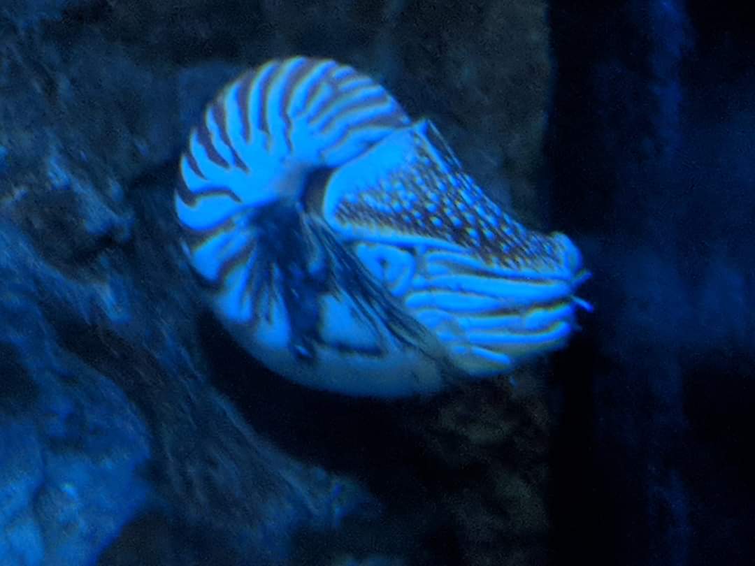 Chambered nautilus (Nautilus pompilius)