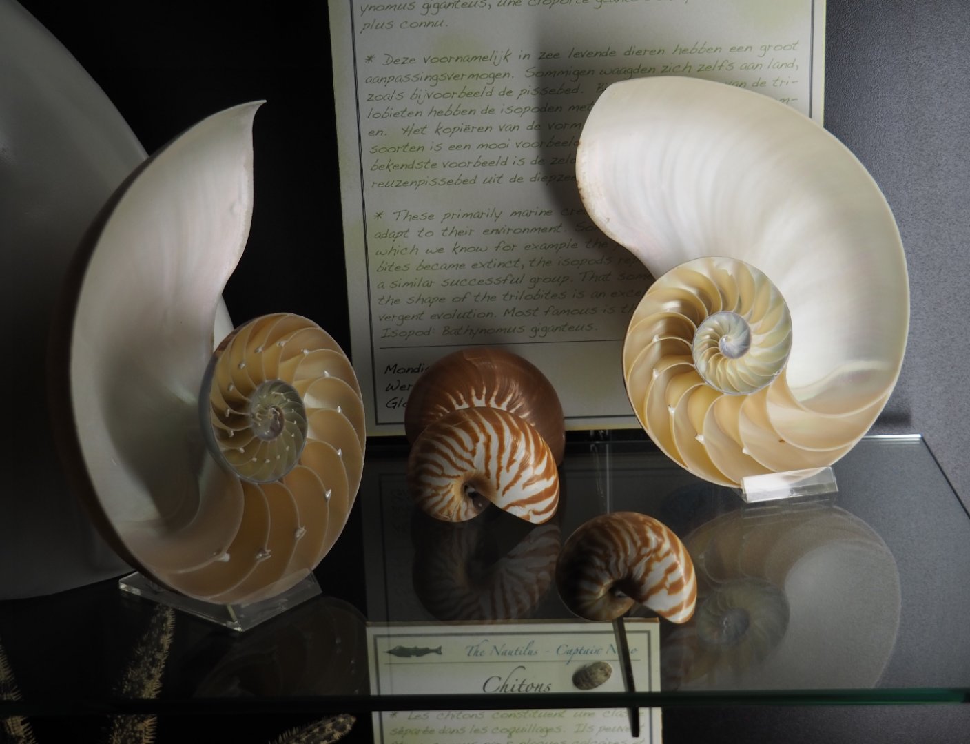 Chambered nautilus shell specimens, 2020-09-03