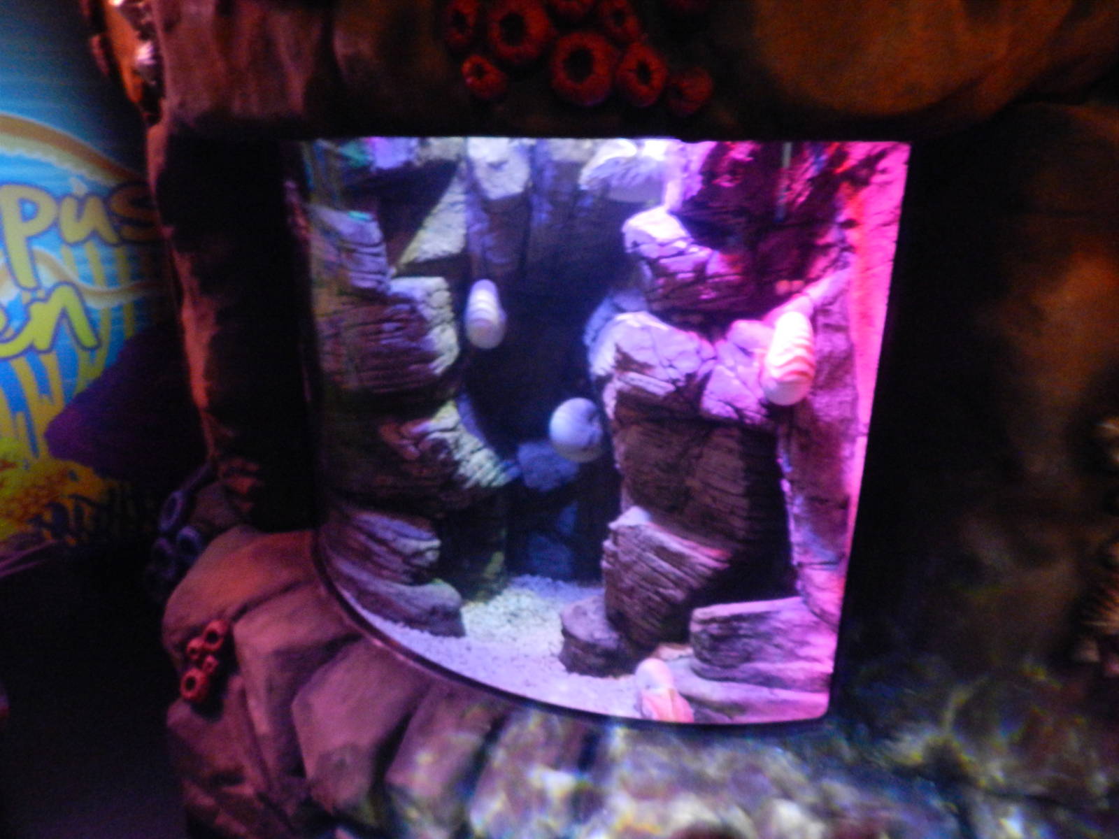 Chambered Nautilus Tank at SEA LIFE Scarborough - 26/08/2012