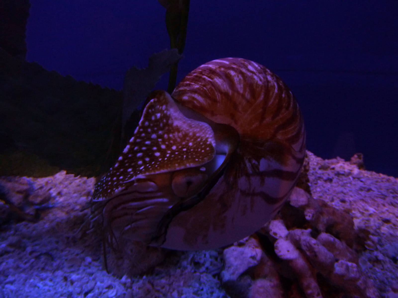 Chambered nautilus