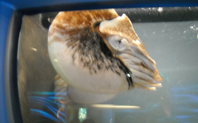 Chambered nautilus