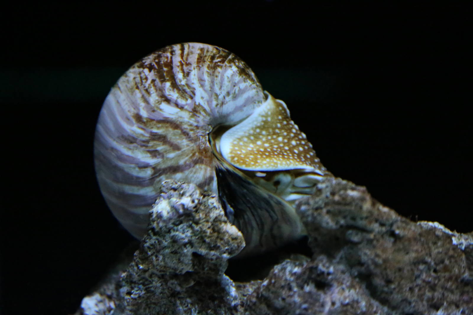 Chambered Nautilus