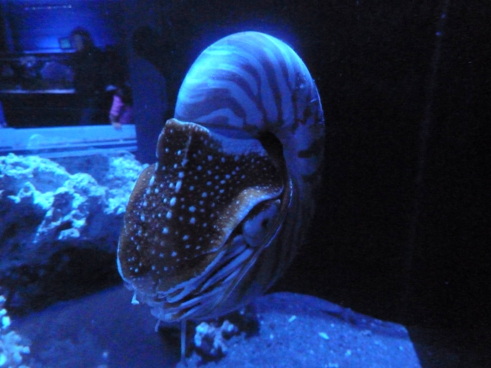 Chambered Nautilus