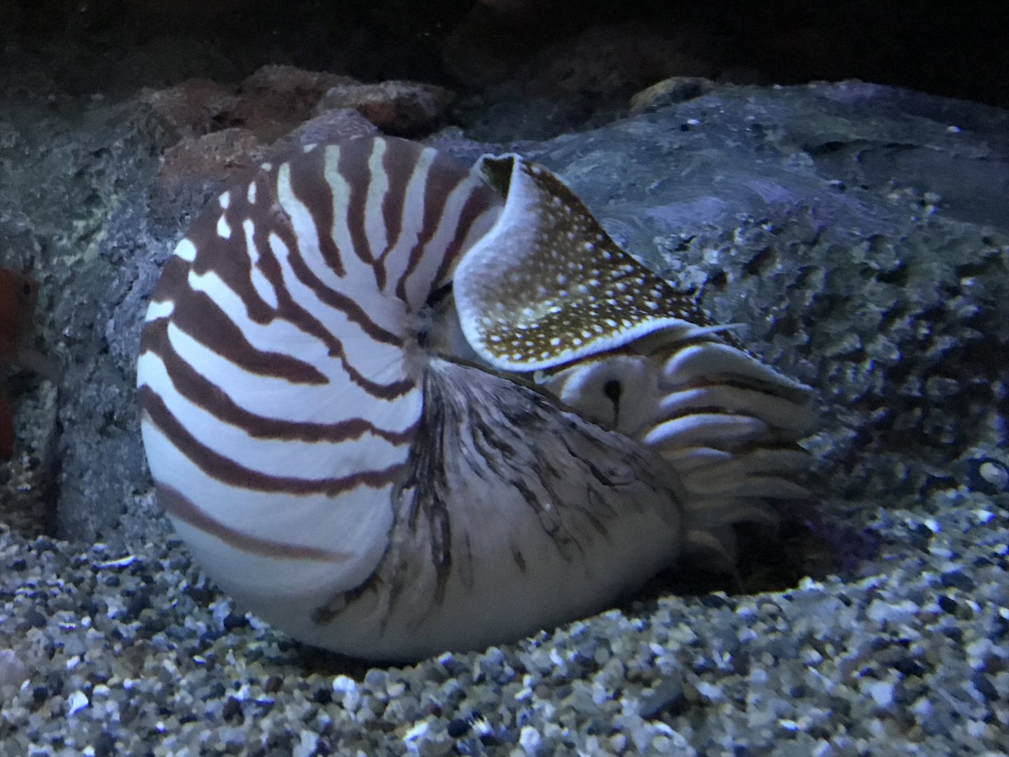 Chambered nautilus