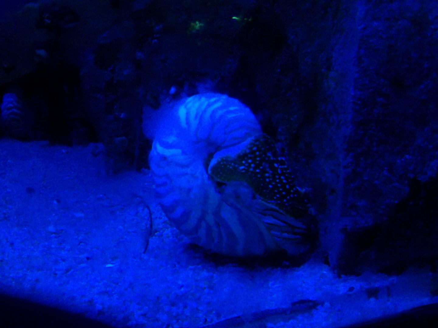 Chambered nautilus