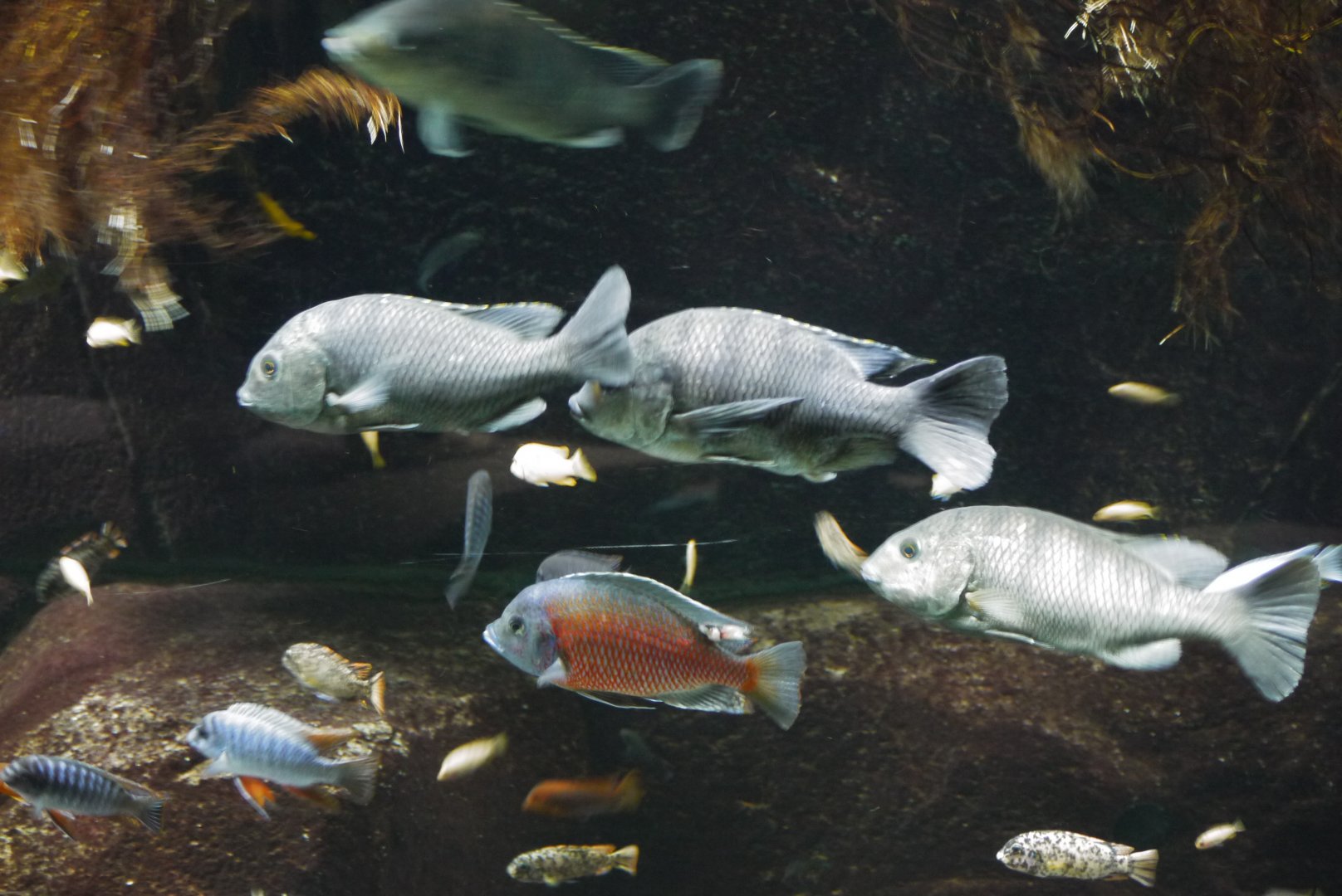 Chambo Cichlid and Redfin Hap