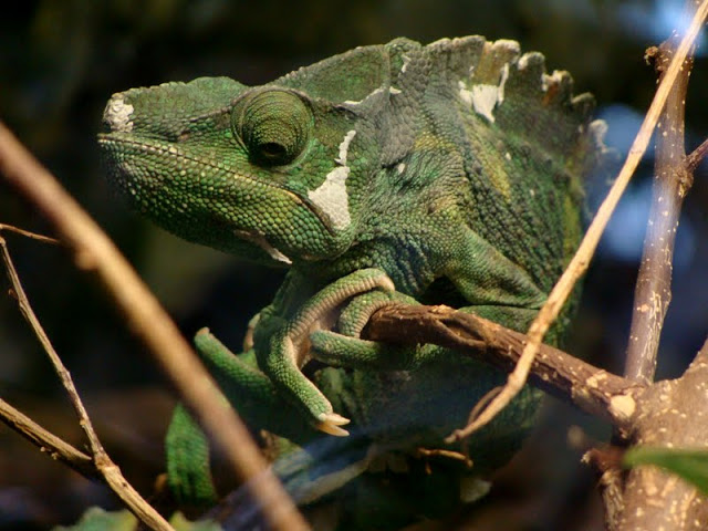 Chameleo melleri