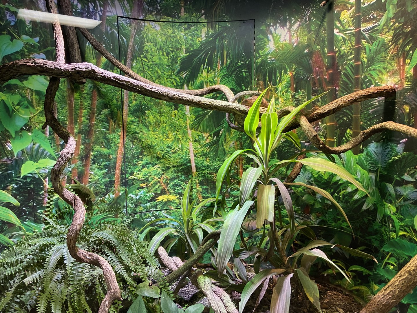 Chameleon and Gecko Exhibit