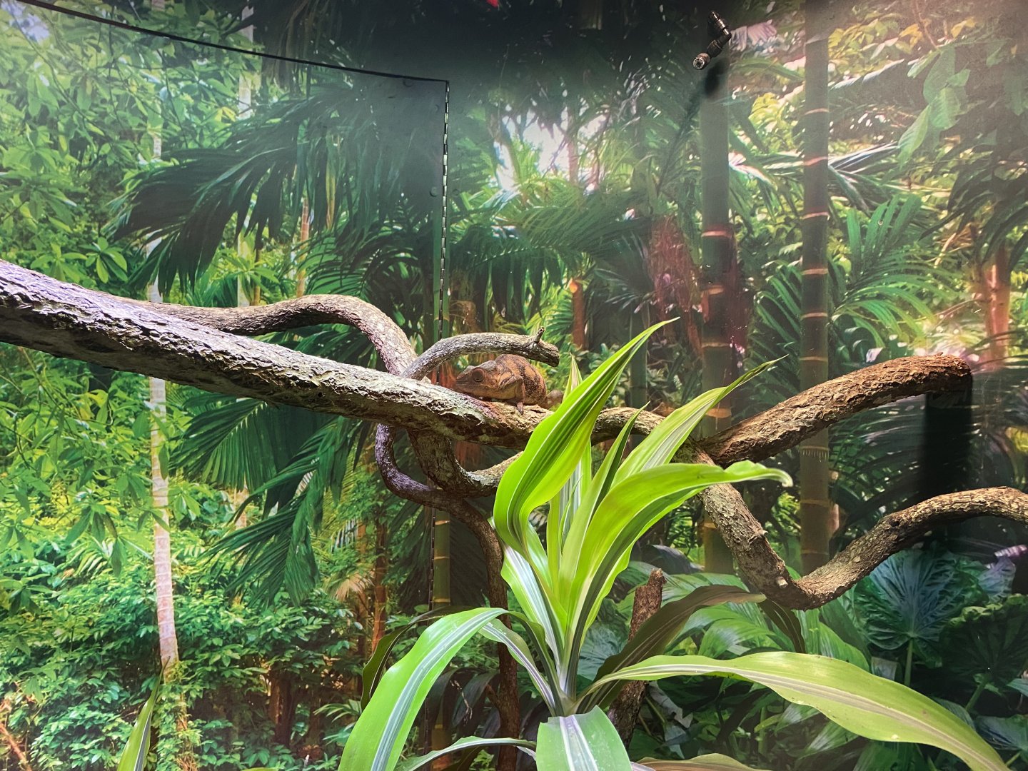 Chameleon and Gecko Exhibit