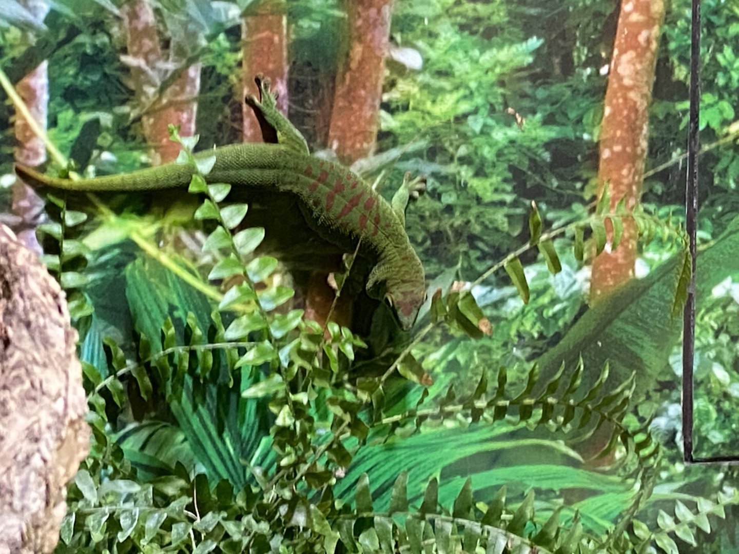 Chameleon and Gecko Exhibit