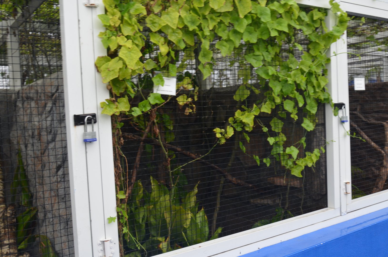 Chameleon and Lizard Habitats