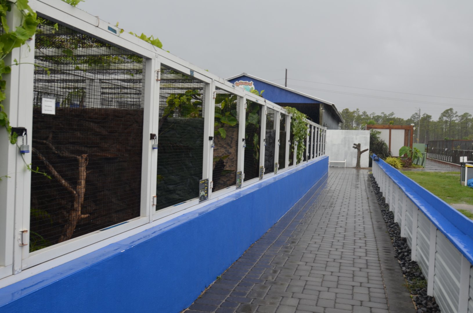 Chameleon and Lizard Habitats