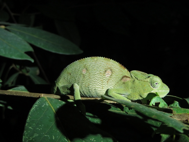 Chameleon awating identification