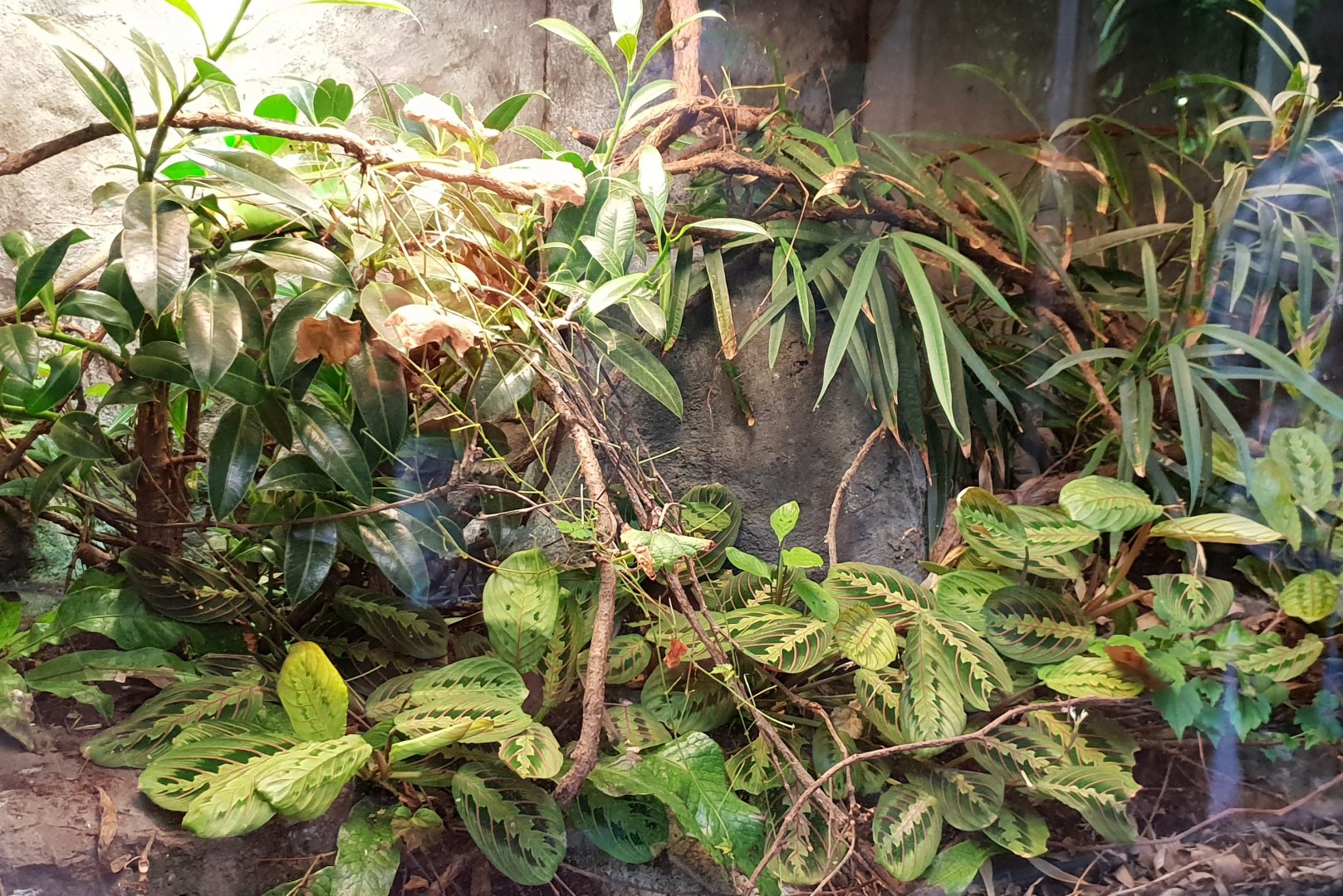 Chameleon enclosure