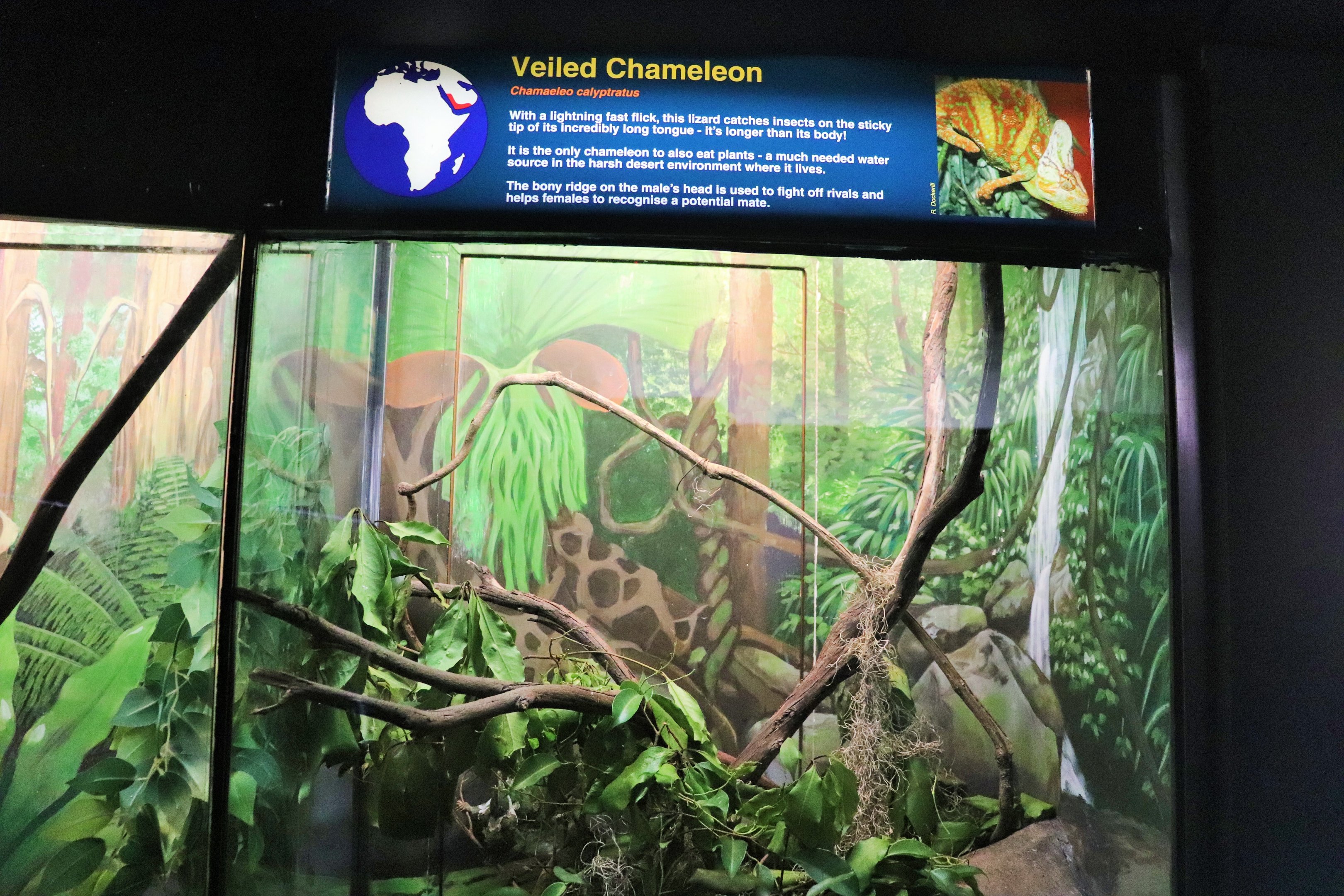 Chameleon Enclosure