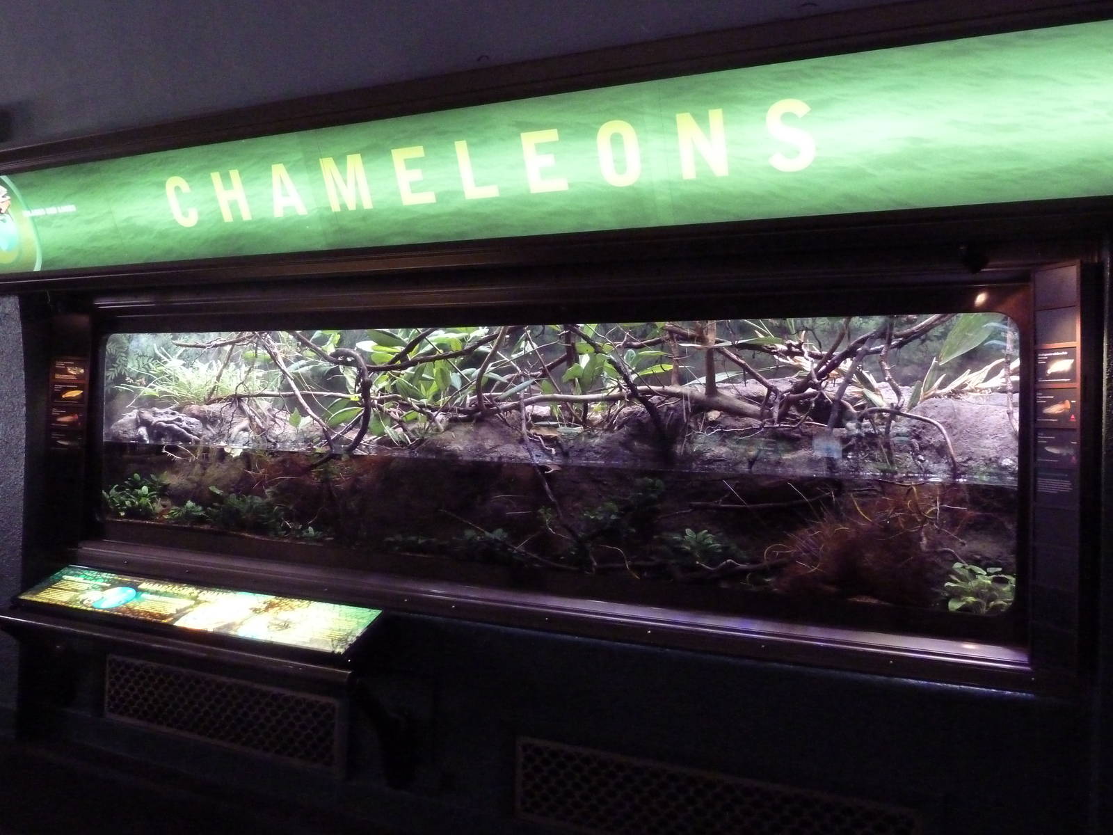 Chameleon Exhibit