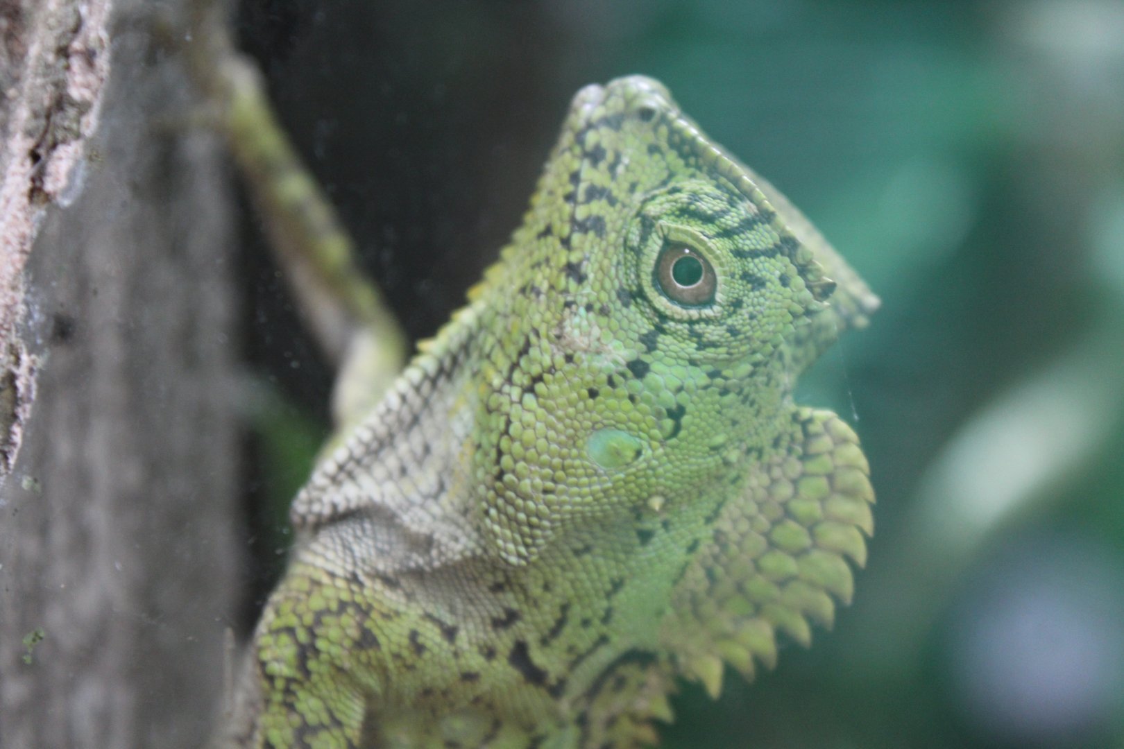 Chameleon Forest Dragon Chester zoo 9 April 2017