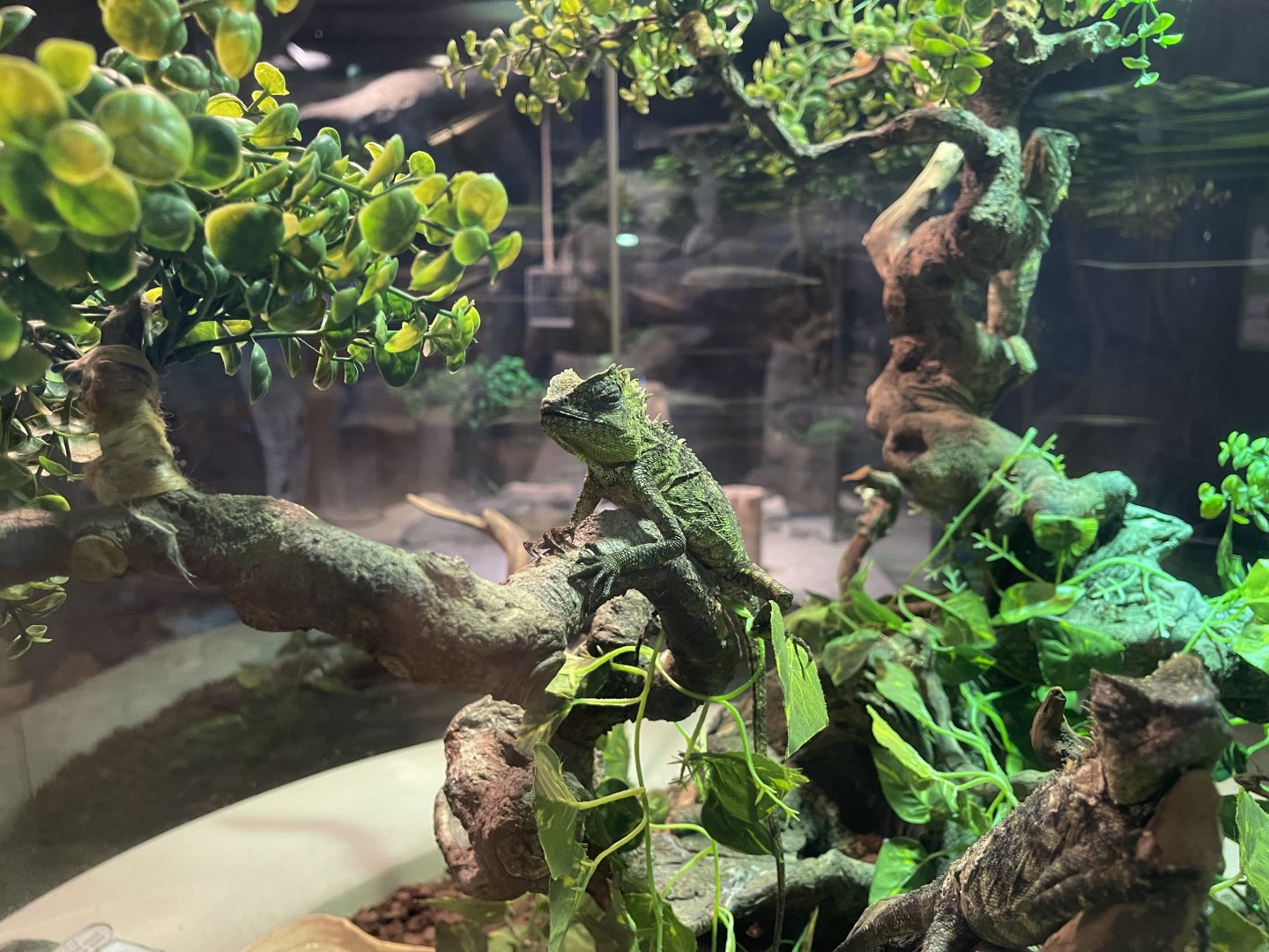 chameleon forest dragon (gonocephalus chamaeleontinus) (1)