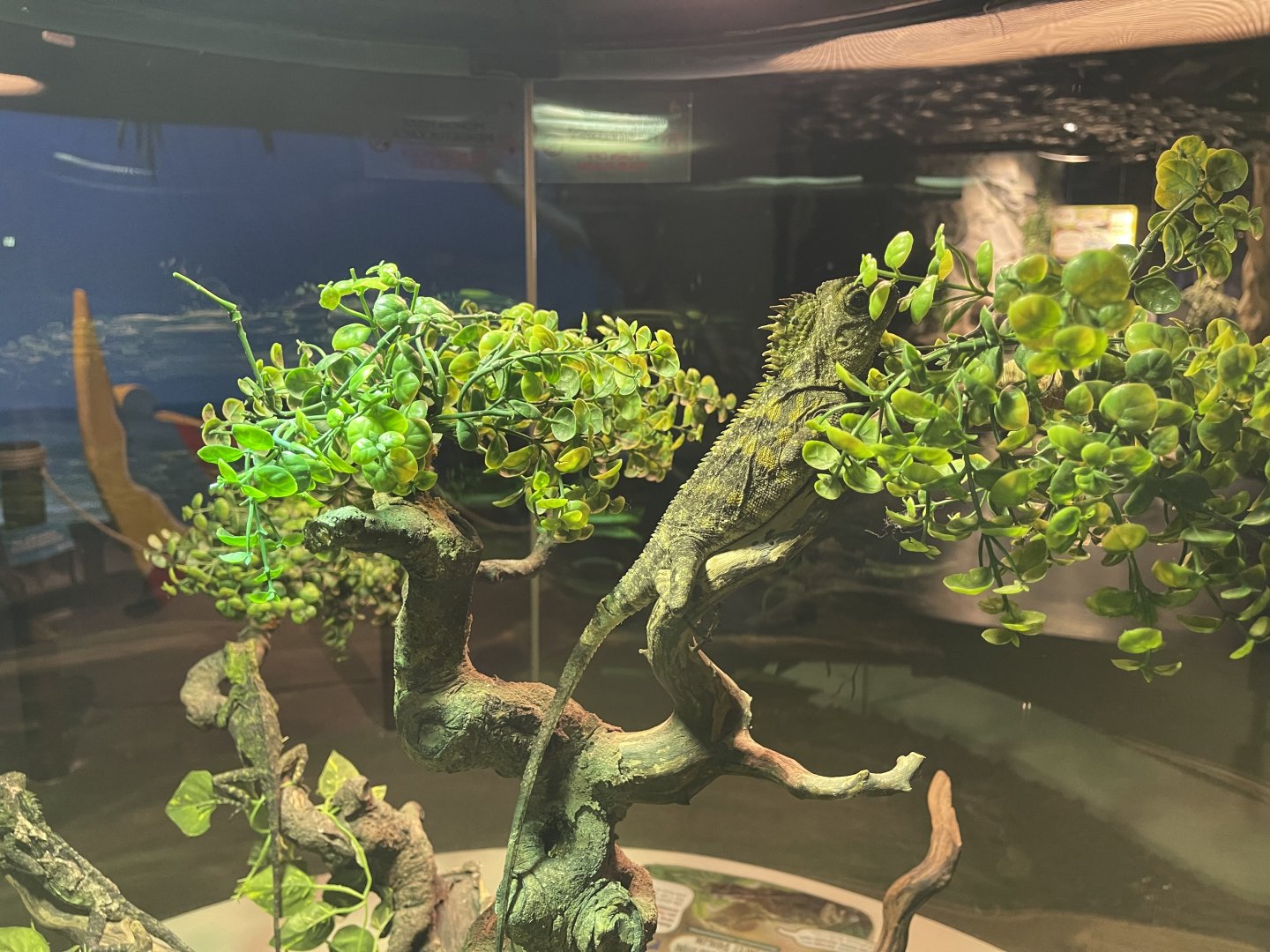 chameleon forest dragon (gonocephalus chamaeleontinus) (2)