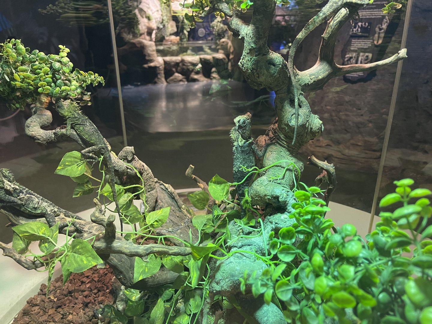 chameleon forest dragon (gonocephalus chamaeleontinus) (3)