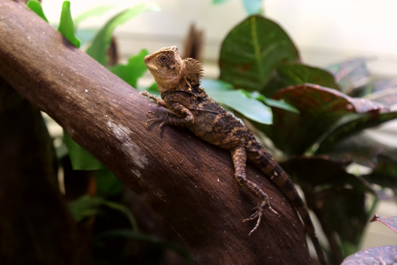 Chameleon Forest Dragon (Gonocephalus chamaeleontinus), April 2016