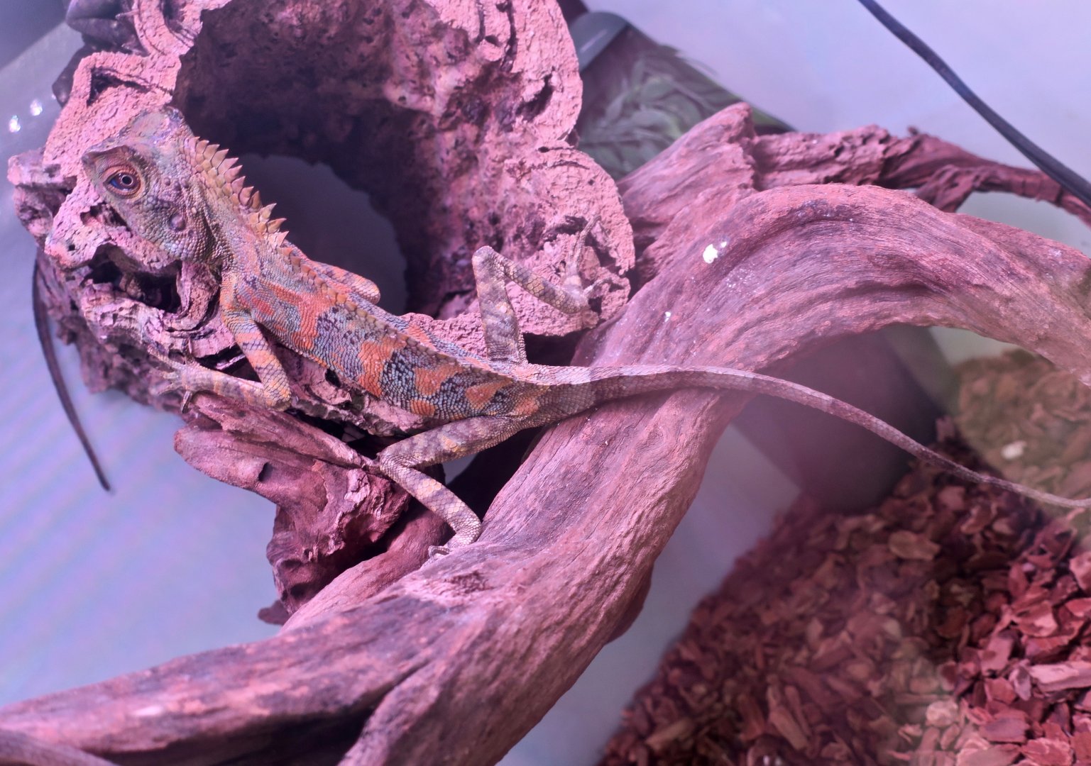 Chameleon Forest Dragon (Gonocephalus chamaeleontinus)