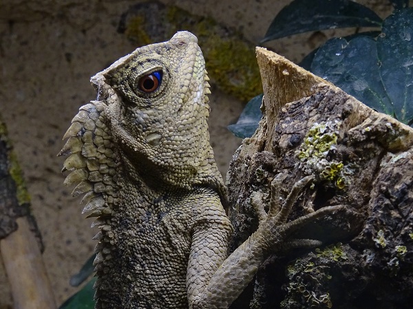 Chameleon forest dragon (Gonocephalus chamaeleontinus)