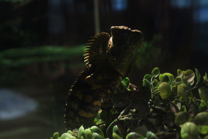 Chameleon forest dragon (Gonocephalus chamaeleontinus)