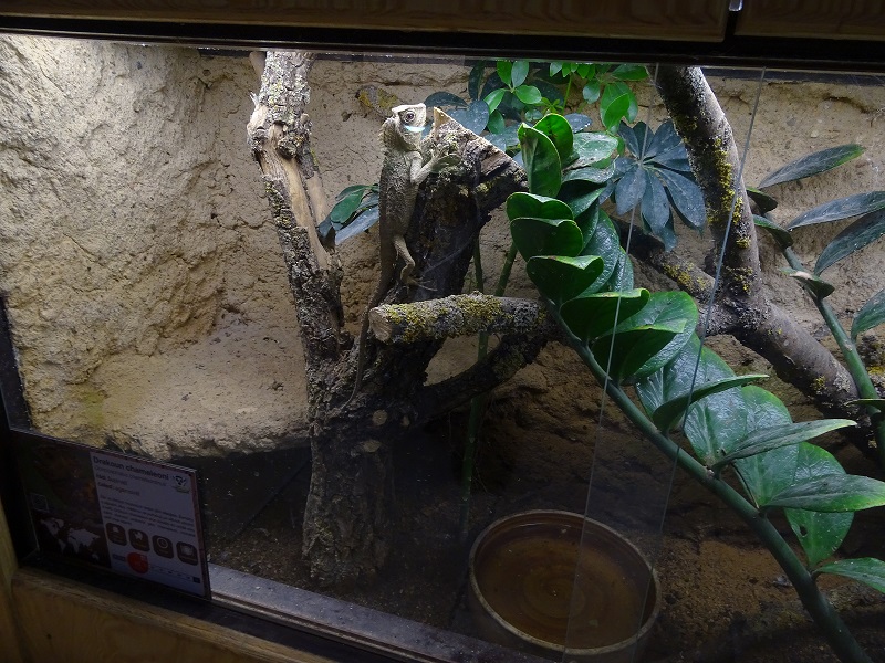 Chameleon forest dragon terrarium