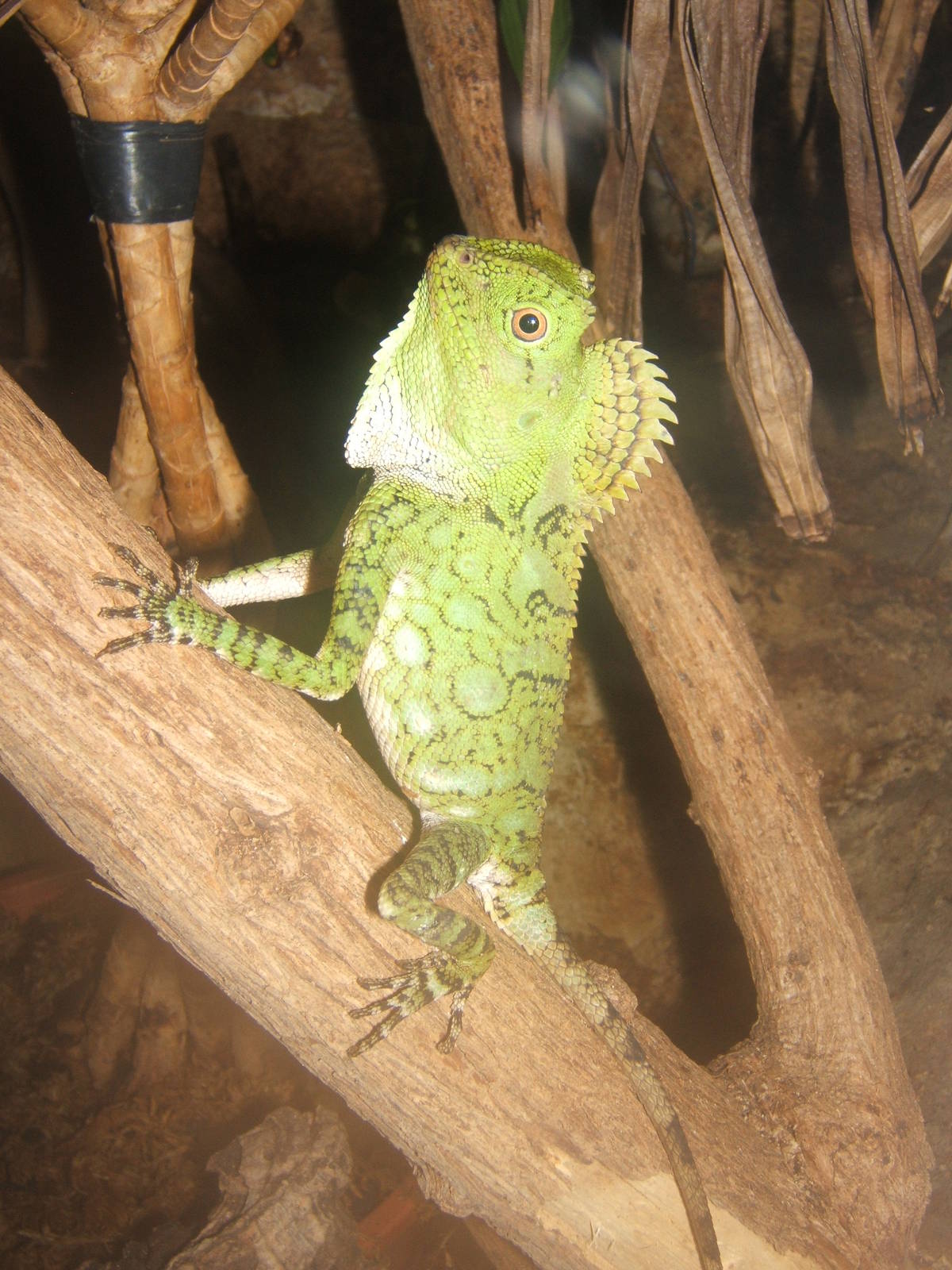 Chameleon Forest Dragon