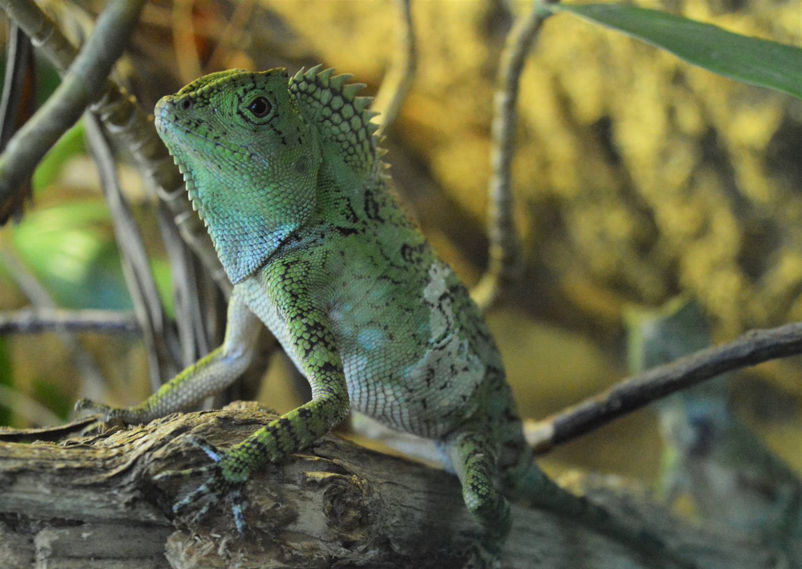 Chameleon Forest Dragon