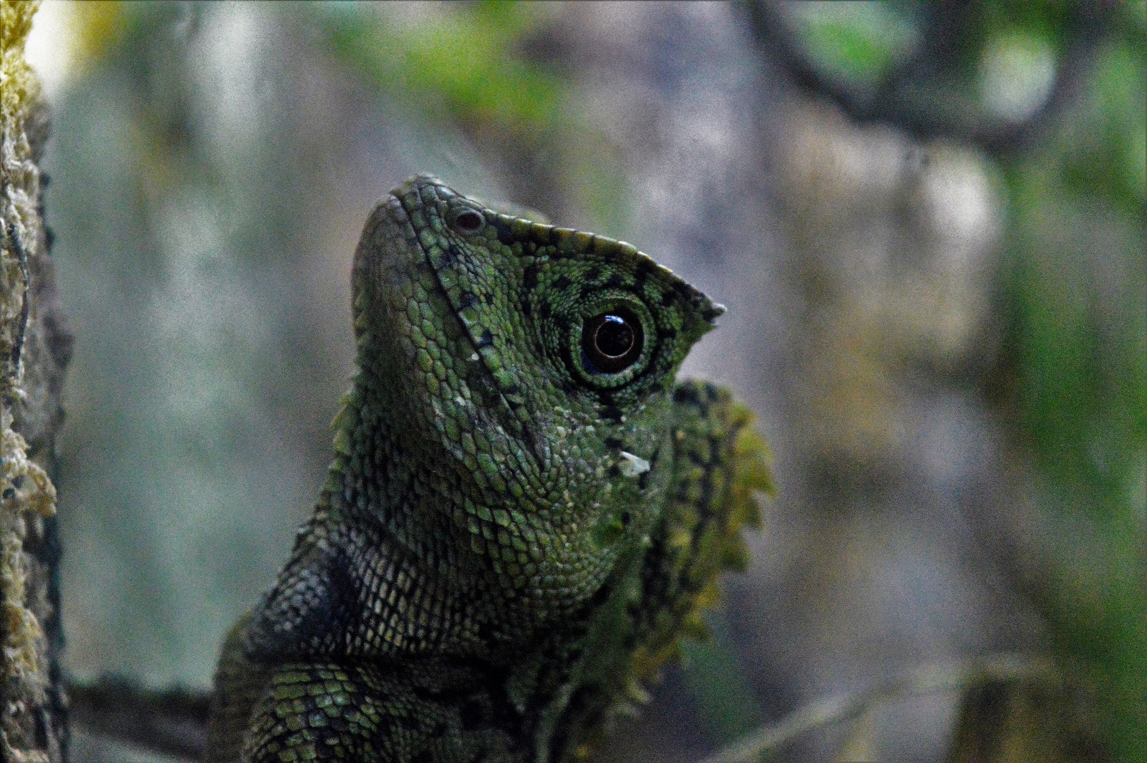 Chameleon forest dragon