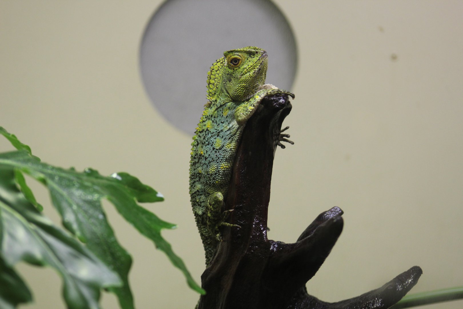 Chameleon Forest Dragon